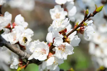 Květy meruněk může zničit mráz: Triky předků, jak je ochránit a nepřijít o úrodu