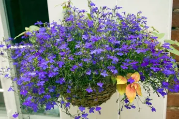 Lobelky: Chytrý trik, jak docílit famózních květů až do podzimu