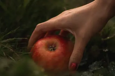 Spadaná jablka můžete ještě skvěle využít. Toto je přehled způsobů, co s nimi