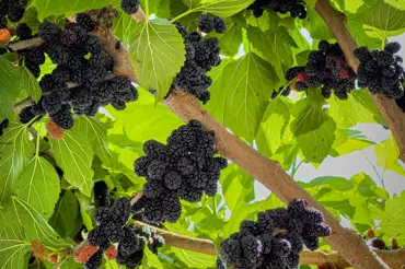 Moruše převislá: Objevte tajemství pěstování exotického ovoce na vaší zahradě