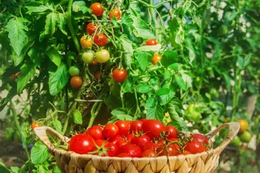 Sazenice rajčat: Abyste se dočkali úrody, musíte je teď otužovat. Jak na to?