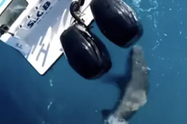 Obří žralok zaútočil na rybářskou loď. Záznam útoku pořídil dron. Pozor! Záběry jsou děsivé