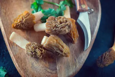 Vyrazte do lesa: Tyto jarní houby nejen skvěle chutnají, ale mohou z vás udělat boháče