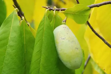 Muďoul, asimina, paw-paw: jak na zahradě pěstovat stromky nesoucí sladké exotické ovoce?