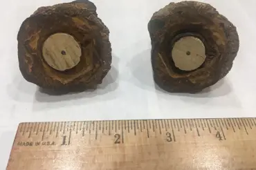 Vědce zmátl divný prehistorický předmět. Rozřízli ho a vypadá jako svíčka motoru