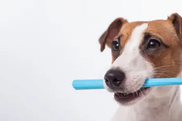 Proč psovi čistit zuby? Paradentóza neohrožuje jen jeho chrup, ale i srdce