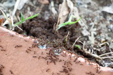 Zbavte se mravenců na své zahradě. Rychle, efektivně a jednou provždy