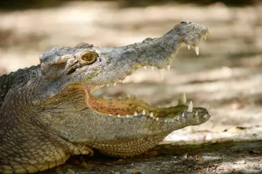 Vědci našli ostatky obřího krokodýla. Pravděpodobně byl krutým lidožroutem