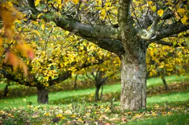 Velký přehled řezu ovocných stromů: Které řezat teď v září?