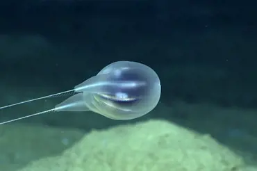 Vědci natočili v hloubi oceánu podivné průhledné pytlíčky. Nic takového neviděli