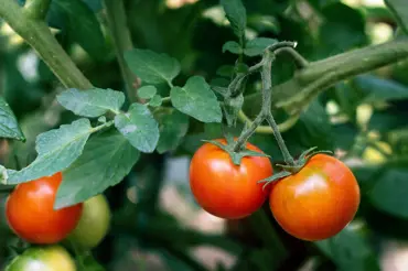 Pro nejlepší sklizeň vysévejte rajčata v tento den