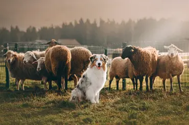 Úžasný australský ovčák: Pes s očima duchů pro fyzicky a duševně čilé lidi
