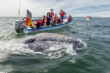 Velryba unesla loďku a dvě hodiny táhla oceánem. Pasažéři zažili něco neuvěřitelného. Video ovládlo svět