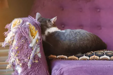 Krásné řešení problému: Majitel kočky ukázal pozoruhodnou proměnu poškrábaného gauče