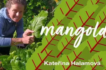 Kateřina Halamová: mangold