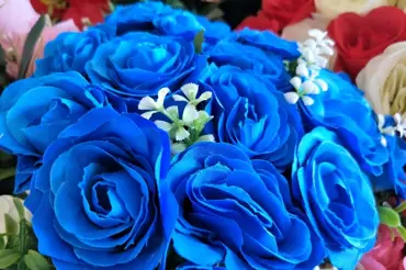 Existují modré růže? Nenaleťte trikům prodejců
