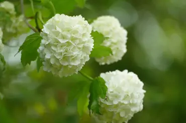 Kalina: 5 nejkrásnějších druhů s obřími květy. Nádherné a téměř bezúdržbové