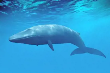 Průzkum O2: Modrou velrybu má za hoax jen třetina rodičů
