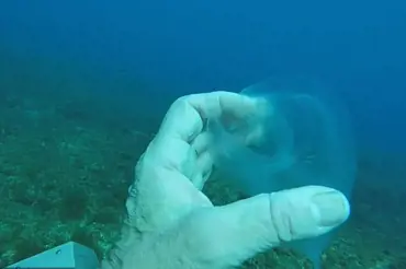 Potápěč natočil neviditelnou rybu. Takové záběry se povedou jednou v životě. Podívejte na šíleného tvora