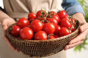 Kvíz: Jak dobře znáte nejoblíbenější českou zeleninu – rajče?