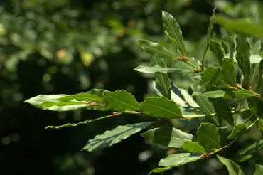 Pět důvodů, proč si vypěstovat vavřín. Co způsobuje inhalace bobkového listu?