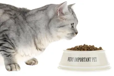 Proč vaše kočka nejí? Některé důvody jsou naprosto absurdní a můžete za ně vy