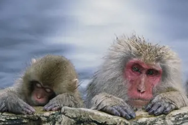 Makak červenolící: Severská opice, která nevidí-neslyší-nemluví. Zato se učí!
