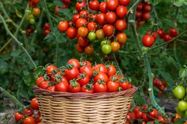 Pěstování rajčat pro začátečníky: Od semínka až po plné koše šťavnatých plodů
