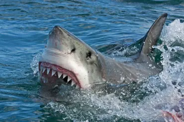 Na pokraji vyhynutí: Žralok je oběť, která si občas jen "kousne" a odplave