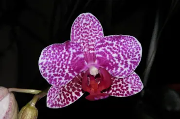 Phalaenopsis - královna dnešních parapetů