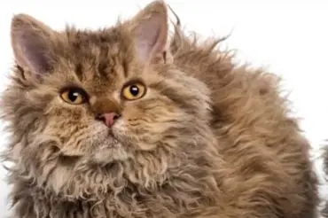 Česká kadeřavá kočka je nádherná: O její nezvyklou kudrnatou srst se však musíte pečlivě starat