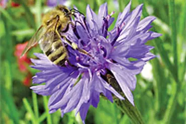 Jaké rostliny pěstovat, aby kvetly a sytily včely od jara do podzimu?