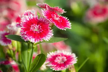Drobnokvěté karafiáty: Na skalce i suché zídce kvetou od jara do podzimu