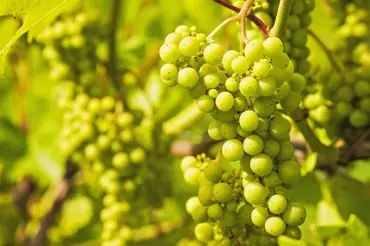 Kdy je nejlepší rosit vinici: Ráno nebo večer?