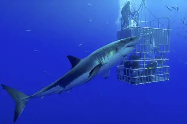 Tohle video není pro slabé povahy: Žralok rozbil klec s potápěčem. Muž statečně bojoval o život