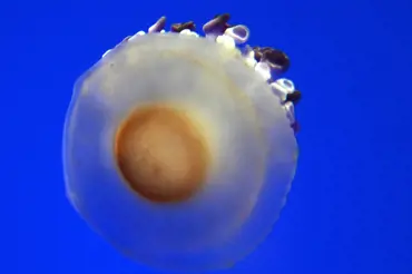 Vědci natočili v oceánu obří smažené vejce. Fascinujícího tvora můžete potkat i na Jadranu
