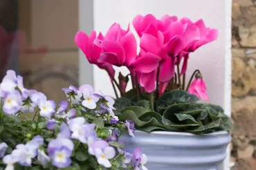Otužilé hrnkové květiny: Proč byste si je měli pořídit a které jsou nejkrásnější