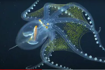 Toto není animace. Vědci pořídili záběry vzácné skleněné chobotnice. Tak krásného tvora jste neviděli