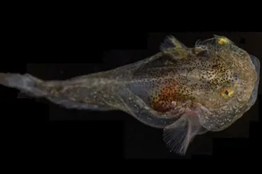 Vědci objevili zcela průhledné ryby. V žilách jim koluje zelená nemrznoucí krev