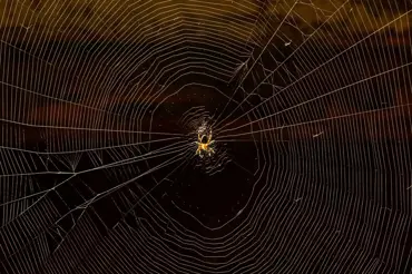 Vyžeňte pavouky z domu: Tyto babské rady vám pomůžou se jich zbavit snadno a rychle