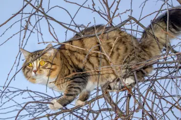 Kočky chované doma ničí planetu a jsou pohromou ekologii, zjistili vědci