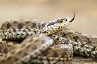 Kousnutí od užovky je častější než od zmije, jak zmiji poznat