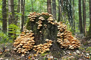 Opeňka: vynikající houba, kterou snadno poznáte, ale sbírá ji jen málokdo