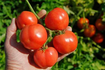 Mohou se rajčata mrazit? Ano, když znáte správný postup, jinak je zničíte
