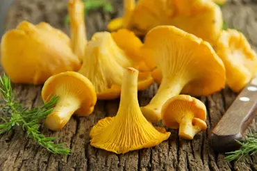 Lišky, lahodné voňavé houby: sběr, recept a účinky na zdraví