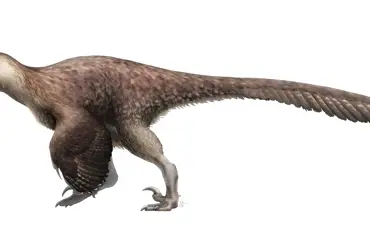 Utahraptor: Obří opeřený "krocan" s metrovými smrtícími drápy zlikvidoval i největší dinosaury