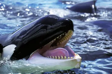 Video: Dvě kosatky se vymkly kontrole. Masakrují bílé žraloky a děsí turisty