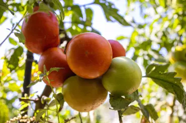 3 účinná domácí hnojiva pro dokonalé sazenice rajčat