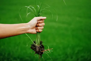 10 základních druhů plevele: Jak je poznat a jak proti nim efektivně zasáhnout