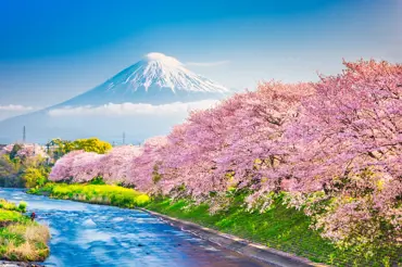 Růžový déšť a magické sakury v Japonsku: Podívejte se na úchvatnou galerii nejkrásnějších okamžiků jara